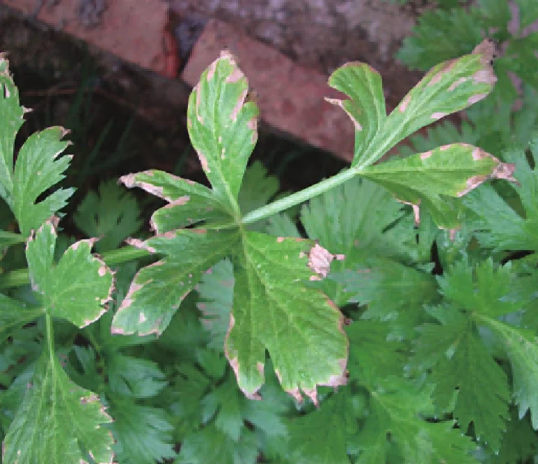 Alternaria leaf blight of celery1 Alternaria leaf blight of celery1
