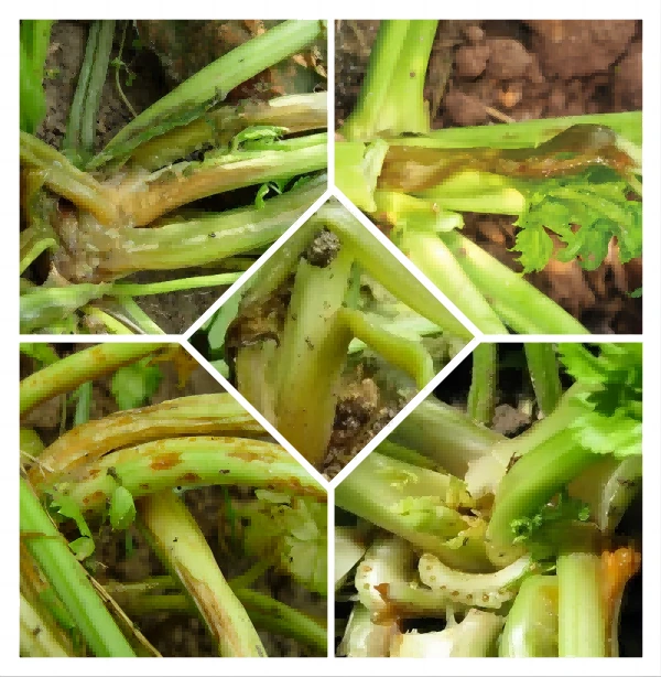 celery soft rot celery soft rot