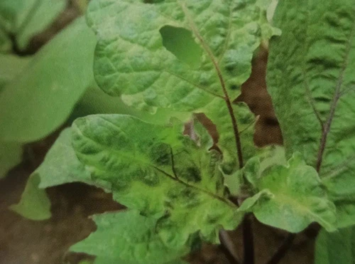 Ningnanmycin Ningnanmycin