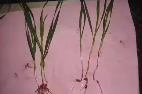 Seed Soaking Of Gramineous Crops Seed Soaking Of Gramineous Crops