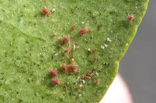 Red spiders Red spiders