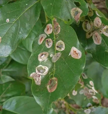 Anthracnose Anthracnose